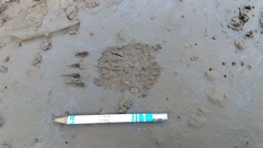 Coendou longicaudatus