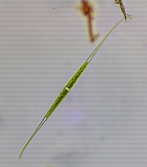 Closterium setaceum