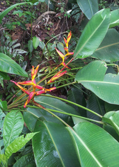 Heliconia irrasa