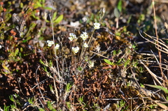 Draba lactea