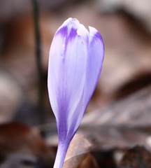Crocus heuffelianus