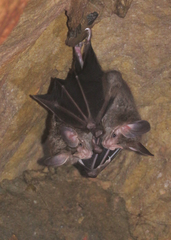 Chrotopterus auritus