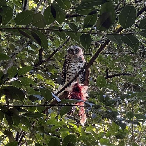 Powerful Owl (Ninox strenua), photo 4