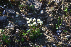 Draba lactea