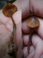 Conocybe brunneola