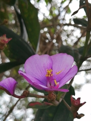 Andesanthus lepidotus