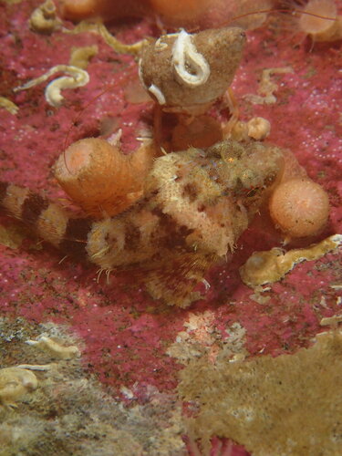 Puget Sound sculpin (Ruscarius meanyi) — Cottidae — 5