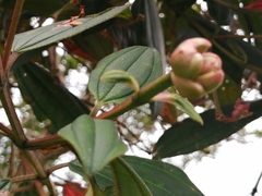 Andesanthus lepidotus