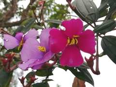 Andesanthus lepidotus