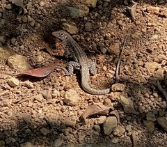 Pholidoscelis plei
