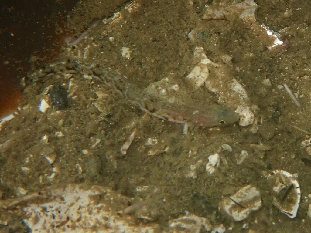Y-Prickleback