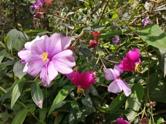 Andesanthus lepidotus