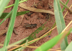 Miogryllus
