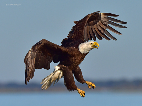 Haliaeetus leucocephalus image