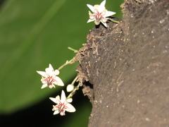 Theobroma cacao