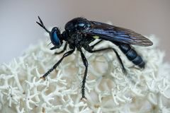 Dioctria atricapilla