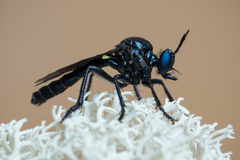 Dioctria atricapilla