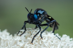 Dioctria atricapilla