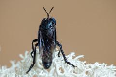 Dioctria atricapilla