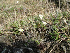 Draba lactea