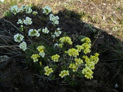 Draba pilosa
