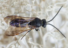 Argogorytes mystaceus