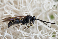 Argogorytes mystaceus