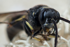 Argogorytes mystaceus