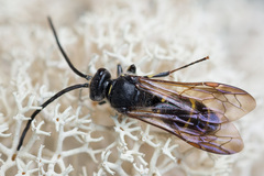 Argogorytes mystaceus