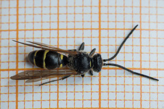 Argogorytes mystaceus