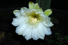 Cereus jamacaru