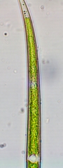 Closterium gracile