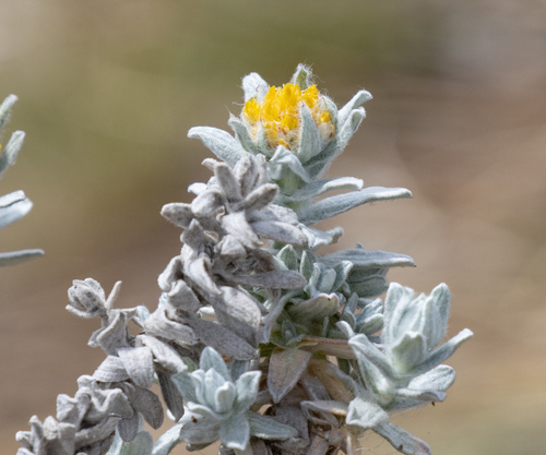 Helichrysum splendidum
