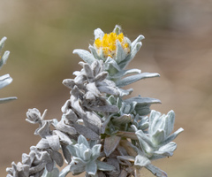 Helichrysum splendidum