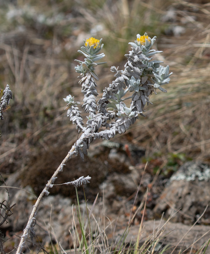 Helichrysum splendidum, photograph 1