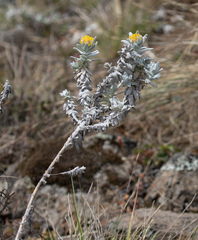 Helichrysum splendidum, photograph (c) avocat, some rights reserved (CC BY)