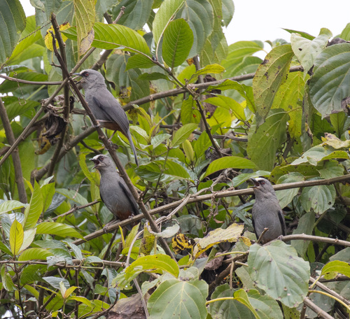 Abyssinian Catbird (Sylvia galinieri), photo 5