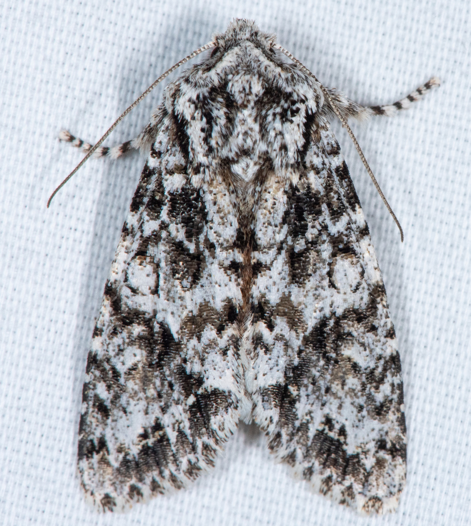 Mottled Oak Woodling Moth