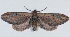 Eupithecia subapicata