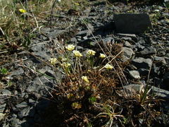 Draba lactea