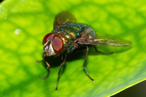 Lucilia calviceps