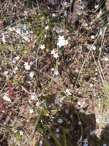Image of Roella squarrosa by (c) Brian du Preez, some rights reserved (CC BY-SA)