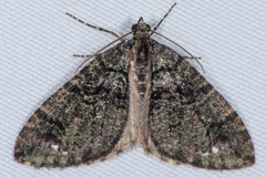 Hydriomena albifasciata