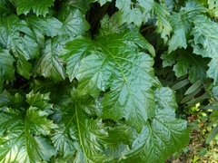 Acanthus mollis