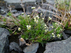 Draba lactea