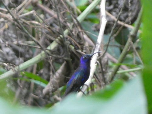 Violet Sabrewing (Campylopterus hemileucurus), photo 4