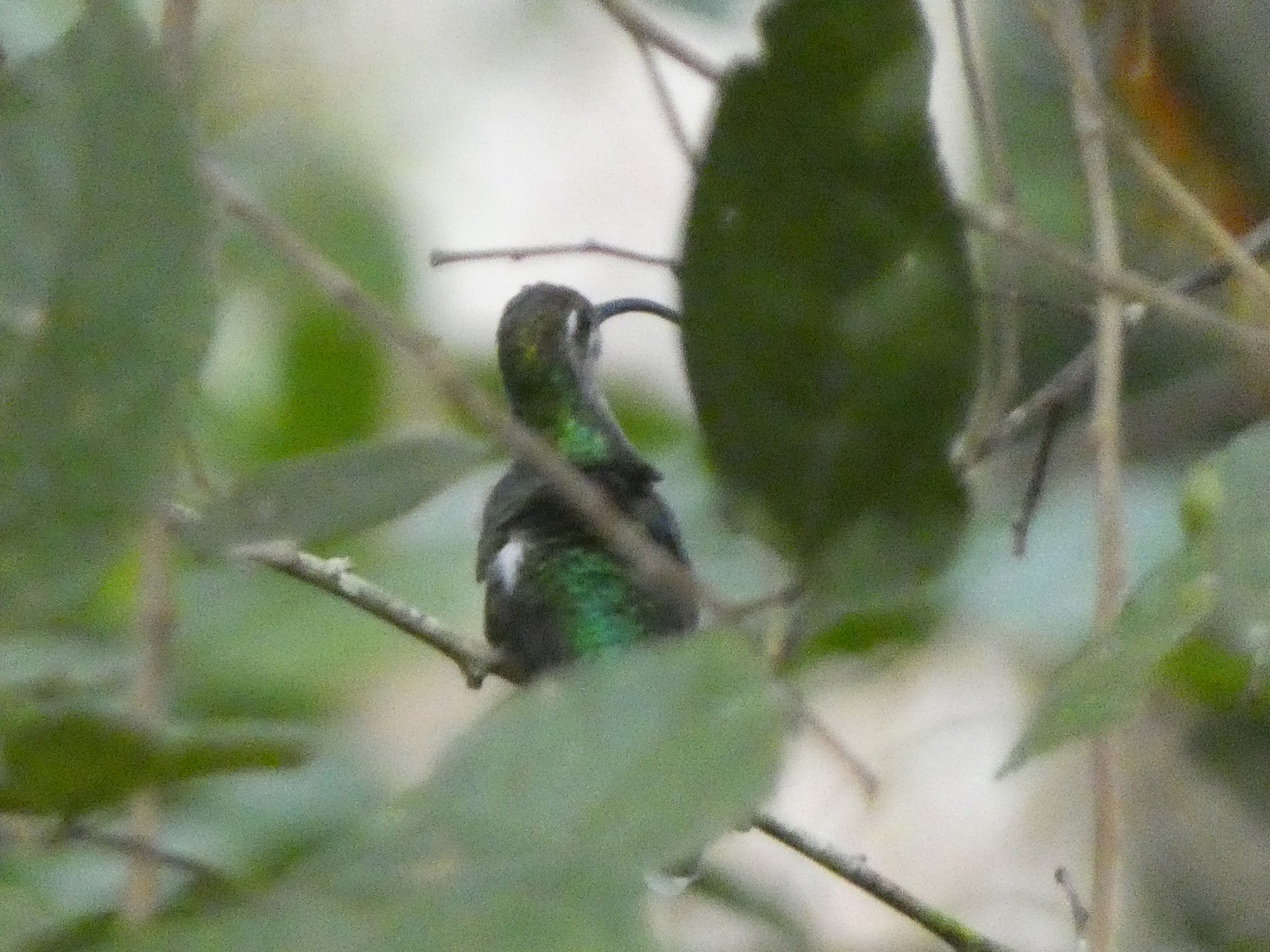 Wedge-tailed Sabrewing (Pampa curvipennis), photo 2