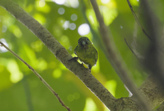 Finsch's Pygmy-Parrot photo 4