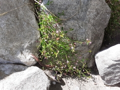 Lobelia eckloniana