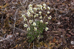 Draba lactea